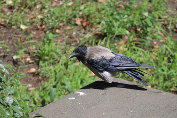 Obraz premium crow on the ground