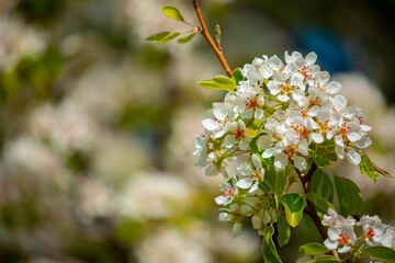 White flowers bloom in the trees. Spring landscape with blooming sakura tree. Beautiful blooming garden on a sunny day. Copy space for text.