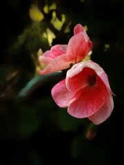 BEAUITFUL PINK FLOWERS