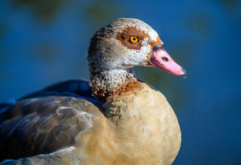 Egyptian goose in Kelsey Park, Beckenham, London. The Egyptian goose is standing by a lake looking right. Egyptian geese are common in Kelsey Park, Beckenham. Egyptian goose (Alopochen aegyptiaca), UK