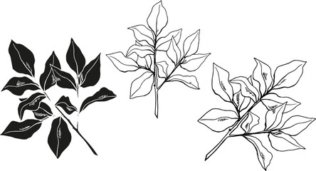Set of drawn leaves. Branch. Elements for decor. Autumn. Spring. Wedding. Branches set. Line art. Nature. Sketch.