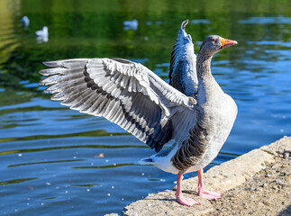 Greylag goose in Kelsey Park, Beckenham, London. A greylag goose stands by the lake with its wings raised behind. Greylag geese are common in Kelsey Park. Greylag goose (Anser anser), UK.