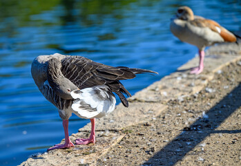 Greylag goose in Kelsey Park, Beckenham, London. A greylag goose preens its feathers with an Egyptian goose behind. Greylag geese are common in Kelsey Park. Greylag goose (Anser anser), UK.