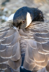 Canada goose in Kelsey Park, Beckenham, Greater London with its head tucked into its wing. Canada...