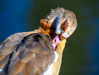 Egyptian goose in Kelsey Park, Beckenham, London. The Egyptian goose is preening its wings....
