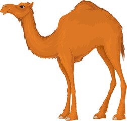 Camel.Dromedary,Illustration isolated on white background.	