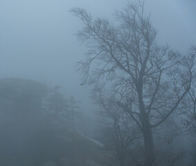 Foggy and dark forest in the fichtel mountains in bavaria