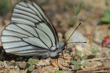 butterfly on a leaf