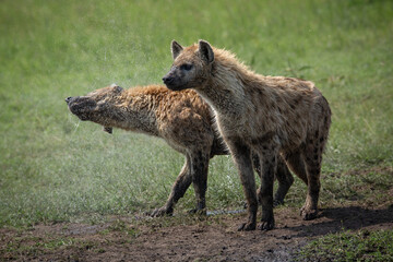 Spotted hyenas standing on the grass, one hyaena shaking off water drops. Wildlife seen on safari in Masai Mara, Kenya