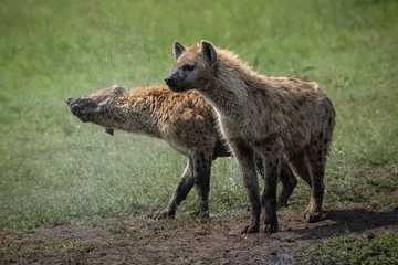 Poster Spotted hyenas standing on the grass, one hyaena shaking off water drops. Wildlife seen on safari in Masai Mara, Kenya © Tom