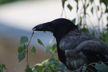 Crow with a brach on a branch