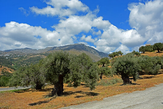 Olivenbäume auf einer Plantage Kreta, Griechenland