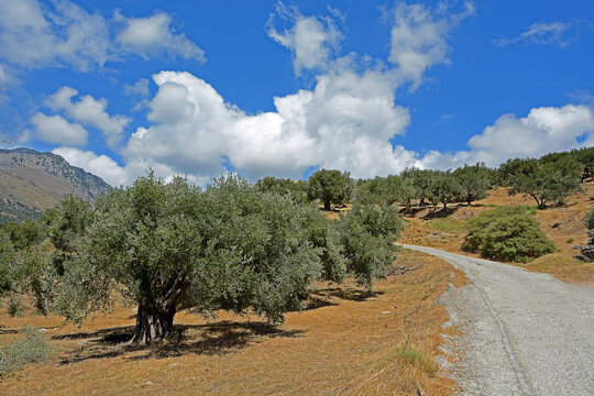 Olivenbäume auf einer Plantage Kreta, Griechenland