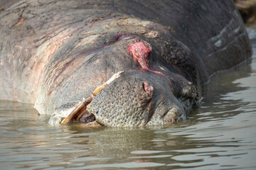 Cadaver of hippopotamus lying in the Masai Mara river in Kenya, Africa