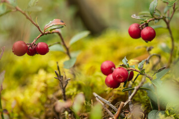 Beautiful bush of ripe red lingonberry, partridgeberry, mountain cranberry or cowberry among green leaves and moss in the forest or woods in autumn, close up