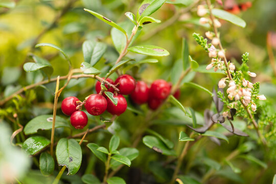 Beautiful bush of ripe red lingonberry, partridgeberry, mountain cranberry or cowberry among green leaves and moss in the forest or woods in autumn, close up