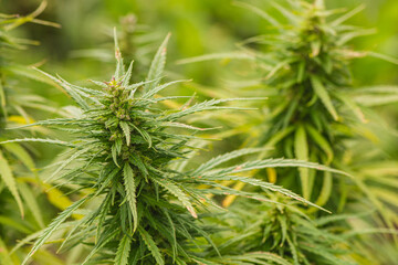 Marijuana, cannabis or hemp plant with bud and green leaves growing in a garden, close up. Concept of biological agriculture, bio product, bio ecology, integrated farm. Close up