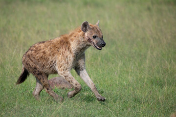 Running spotted hyena on the grasslands of Masai Mara in Kenya, Africa