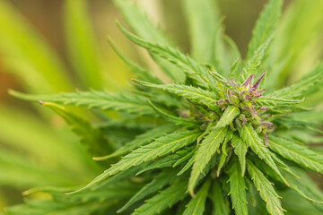 Marijuana, cannabis or hemp plant with bud and green leaves growing in a garden, close up. Concept of biological agriculture, bio product, bio ecology, integrated farm. Close up