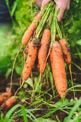 Fresh ripe orange carrot just picked from the soil in the hand of a girl among green grass. Concept of biological agriculture, bio product, bio ecology, integrated farm. Close up