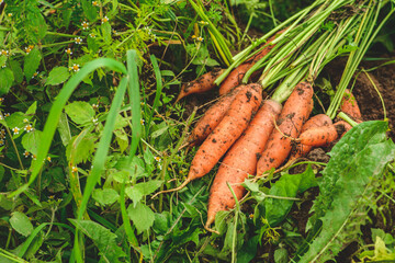 Fresh ripe orange carrots just picked from the soil among green grass. Concept of biological...