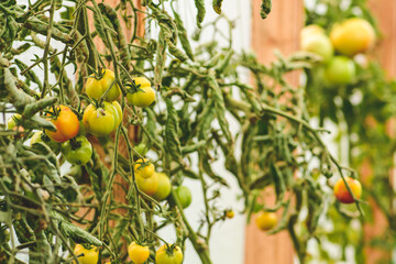 Fresh bio unripe bunch of hanging green tomatoes in a wooden rustic greenhouse, close up. Concept of biological agriculture, bio product, bio ecology, integrated farm. Close up