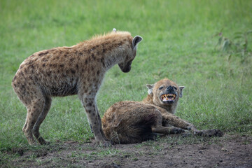 Spotted hyenas lying in the grass and showing teeth while other hyaena is standing over and looking in Masai Mara, Kenya