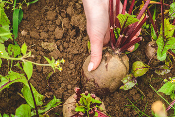 Fresh ripe red beetroots picked in the hand of a farm. Concept of biological agriculture, bio...