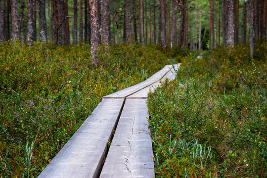 Duckboard trail leading through a pine forest with green and orange undergrowth, low angle