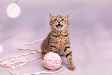 A tabby kitten is playing with a large ball of pink braid. Lilac pastel background, close-up
