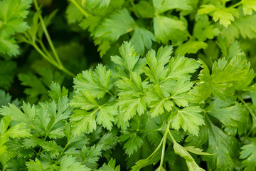 Green parsley stems and leaves in the garden. Concept of biological agriculture, bio product, bio ecology, integrated farm. Close up