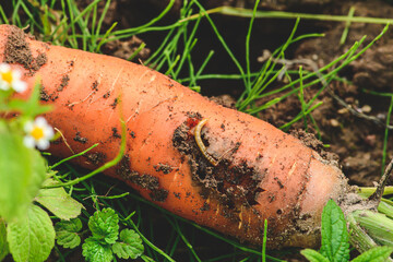 Fresh ripe carrot in the soil with a worm eating it among green grass. Concept of biological...