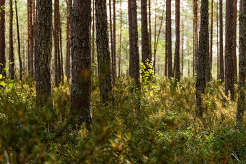 Pine forest in morning sunlight, low-angle view with green forest floor