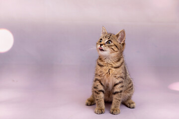 A domestic kitten sits quietly on a homogeneous light background. Close-up, there are no foreign objects in the frame, studio shooting of an animal