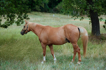 Naklejka na ściany i meble Horse pasture. Brown horse in green meadow