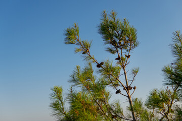 coniferous tree at sunset.