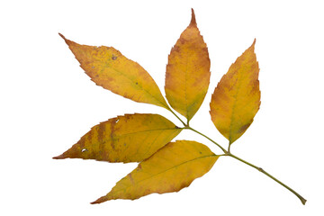 Yellow ash leaves isolated on white background