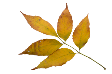 Yellow ash leaves isolated on white background