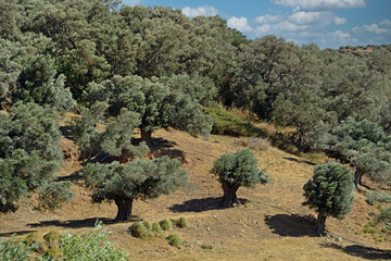 Olivenb&auml;ume auf einer Plantage Kreta, Griechenland