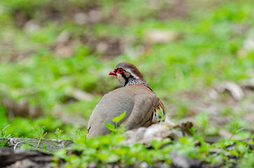 Red legged partridge, Alectoris Rufa, not in a pear tree but amongst vegetation at a roadside