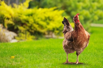 Young rooster walking on the green grass at the farm