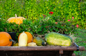 Garden decoration with ripe pumpkins and flowers in Ukraine.