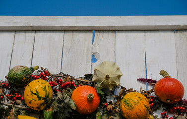 Wooden wall is decorated with pumpkins, autumn leaves, and red hawthorn berries. Sky background....