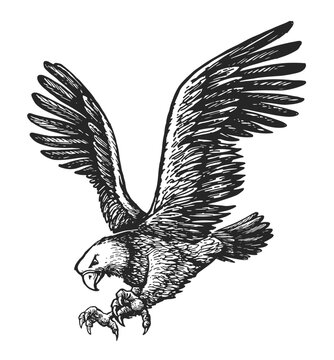 Bald eagle with talon claws forward and wings spread. Animal bird sketch. Vector illustration in vintage engraving style