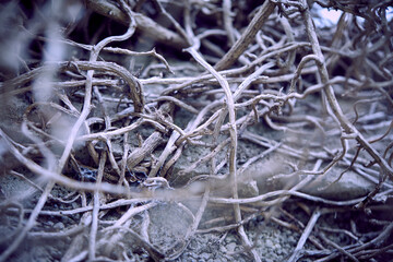 branches of plant, nature background