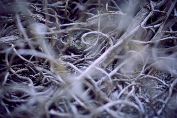 branches of plant, nature background