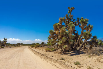 A large Joshua Tree and a dirt road in the Mojave Desert in California