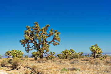 Joshua Trees in the Mojave Desert in California