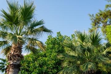 Fototapeta na wymiar tropical background. palm trees against the blue sky.