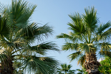 Obraz na płótnie Canvas tropical background. palm trees against the blue sky.